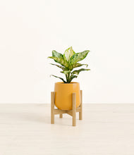 Load image into Gallery viewer, Mustard stand:light