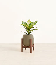 Load image into Gallery viewer, Olive stand:dark