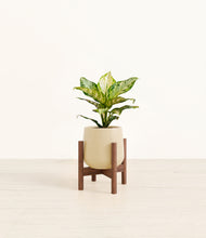 Load image into Gallery viewer, Almond Green stand:dark