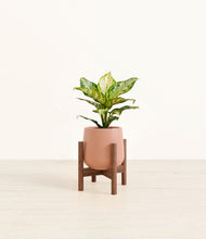 Load image into Gallery viewer, Calm Rose stand:dark