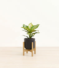 Load image into Gallery viewer, Stone Black stand:light