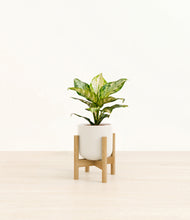 Load image into Gallery viewer, Cotton White stand:light