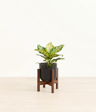 Load image into Gallery viewer, Stone Black stand:dark