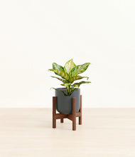 Load image into Gallery viewer, Iron Gray stand:dark