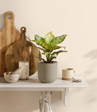Load image into Gallery viewer, Sage Green