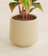 Load image into Gallery viewer, Almond Green stand:all