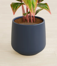 Load image into Gallery viewer, Deep Navy stand:all