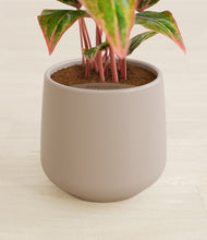 Load image into Gallery viewer, Eternal Gray stand:all