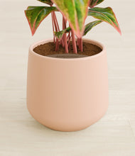 Load image into Gallery viewer, Gentle Pink stand:all