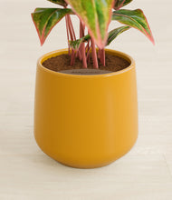 Load image into Gallery viewer, Mustard stand:all