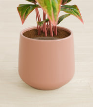 Load image into Gallery viewer, Calm Rose stand:all