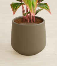 Load image into Gallery viewer, Olive stand:all