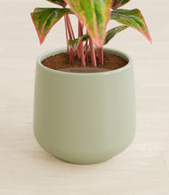 Load image into Gallery viewer, Turquoise stand:all