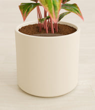 Load image into Gallery viewer, Cream stand:all