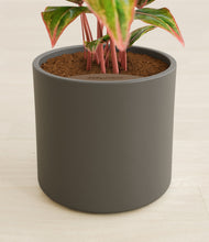 Load image into Gallery viewer, Dark Olive stand:all