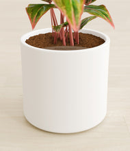 Load image into Gallery viewer, White stand:all