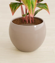 Load image into Gallery viewer, Desert Brown stand:all