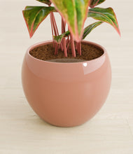 Load image into Gallery viewer, Calm Rose stand:all