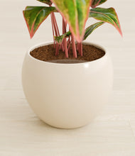 Load image into Gallery viewer, Shiny EggWhite stand:all