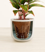 Load image into Gallery viewer, Natural Bamboo