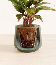 Load image into Gallery viewer, Olive stand:all