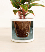 Load image into Gallery viewer, White stand:all