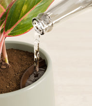 Load image into Gallery viewer, Turquoise stand:all