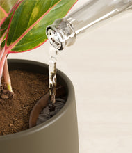 Load image into Gallery viewer, Olive stand:all