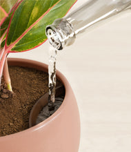 Load image into Gallery viewer, Calm Rose stand:all