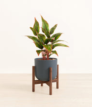 Load image into Gallery viewer, Iron Gray stand:walnut