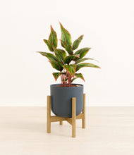 Load image into Gallery viewer, Iron Gray stand:bamboo