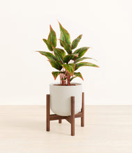 Load image into Gallery viewer, Natural Bamboo stand:walnut