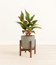 Load image into Gallery viewer, Sage Green stand:walnut