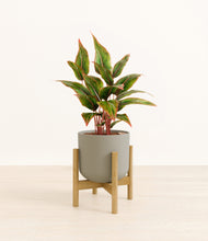 Load image into Gallery viewer, Sage Green stand:bamboo