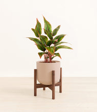 Load image into Gallery viewer, Sandy Pink stand:walnut
