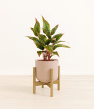 Load image into Gallery viewer, Sandy Pink stand:bamboo