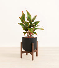 Load image into Gallery viewer, Stone Black stand:walnut