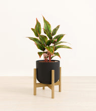 Load image into Gallery viewer, Stone Black stand:bamboo