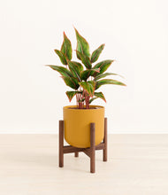 Load image into Gallery viewer, Sunset Orange stand:walnut