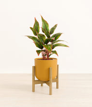 Load image into Gallery viewer, Sunset Orange stand:bamboo