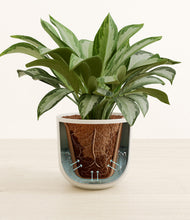 Load image into Gallery viewer, Natural Bamboo stand:all