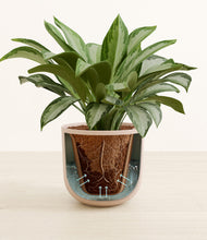 Load image into Gallery viewer, Sandy Pink stand:all
