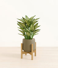 Load image into Gallery viewer, Olive stand:bamboo