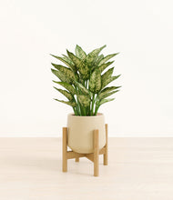 Load image into Gallery viewer, Almond Green stand:bamboo