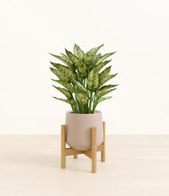 Load image into Gallery viewer, Eternal Gray stand:bamboo