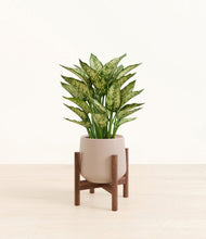 Load image into Gallery viewer, Eternal Gray stand:walnut