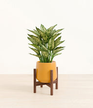 Load image into Gallery viewer, Mustard stand:walnut