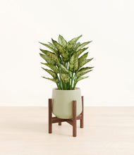 Load image into Gallery viewer, Turquoise stand:walnut