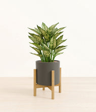 Load image into Gallery viewer, Dark Olive stand:bamboo