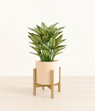 Load image into Gallery viewer, Cream stand:bamboo